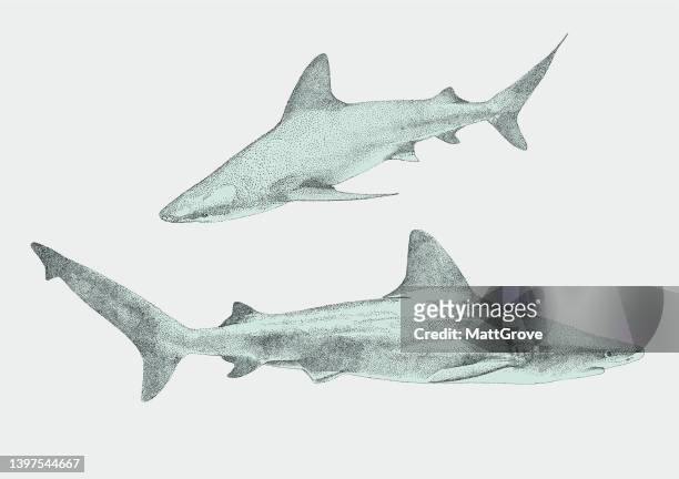 sharks - undersea stock illustrations