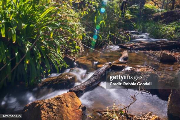 running creek - perth hills, western australia - moss stock pictures, royalty-free photos & images