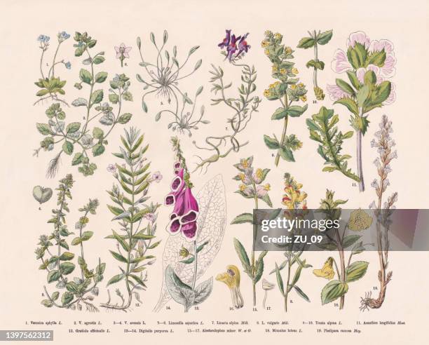 illustrazioni stock, clip art, cartoni animati e icone di tendenza di piante da fiore (angiospermae), incisione su legno colorata a mano, pubblicata nel 1887 - herbal medicine