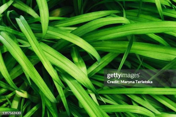 natural background with tall green grass. natural universal background. plant. weed. - tennisveld stockfoto's en -beelden