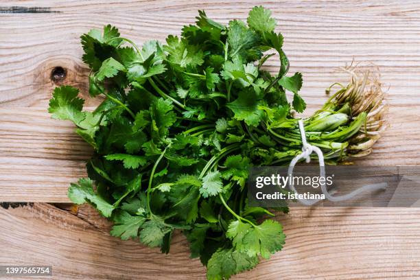 raw organic fresh cilantro leaves . bunch. plant based food - coentro imagens e fotografias de stock