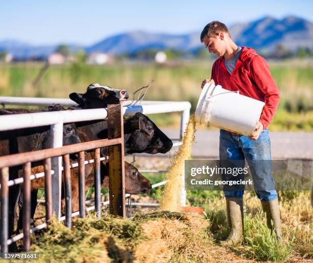 ouvrier agricole nourrissant le bétail le matin - rancher photos et images de collection