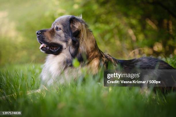 close-up of leonberger on grass - leonberger stock pictures, royalty-free photos & images