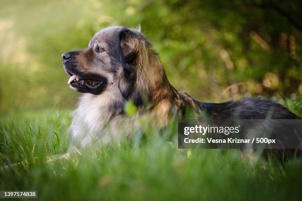 close-up of leonberger on grass - leonberger bildbanksfoton och bilder