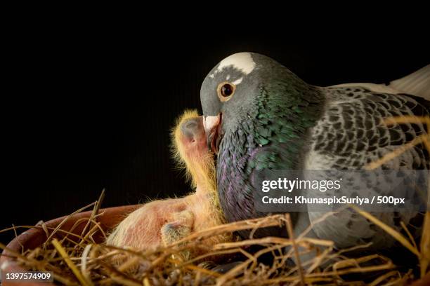 homing pigeon feeding crop milk to new born pigeon in home nest - homing pigeon photos et images de collection