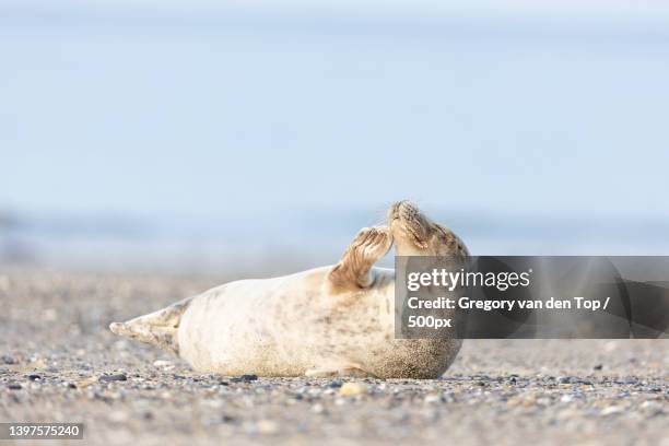 close-up of seal on beach,helgoland,germany - foca común fotografías e imágenes de stock