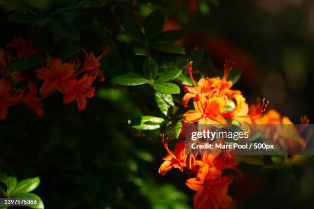 close-up of orange flowering plant,netherlands - lente bloemen stock pictures, royalty-free photos & images