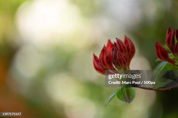 close-up of red flowering plant,netherlands - zonnig stock-fotos und bilder