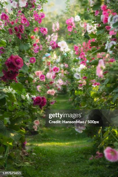 close-up of pink flowering plants in park - rose garden stock pictures, royalty-free photos & images