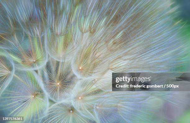 close-up of dandelion on plant,marignane,france - petal texture stock pictures, royalty-free photos & images