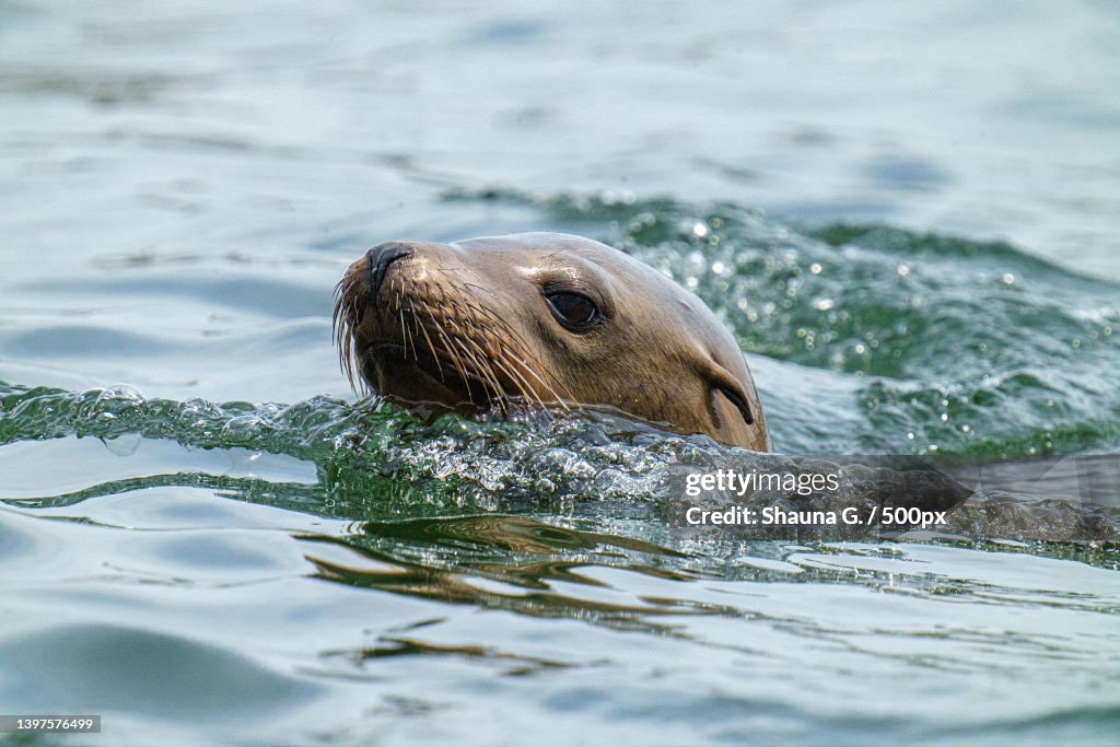 A young untamed sea lion playing in the water,Marina Del Rey,California,United States,USA