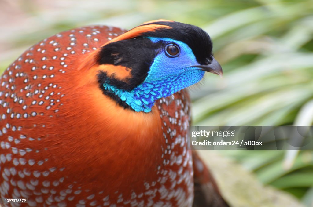 Colorful Temmincks Tragopan Bird in the WIld