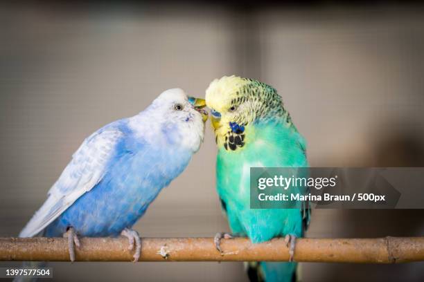 close-up of parrots perching on branch - wellensittich-sittich stock-fotos und bilder