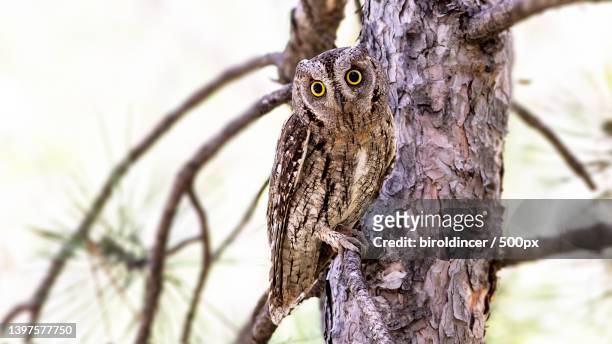 close-up of owl perching on tree,ankara,turkey - mocho de orelhas americano imagens e fotografias de stock