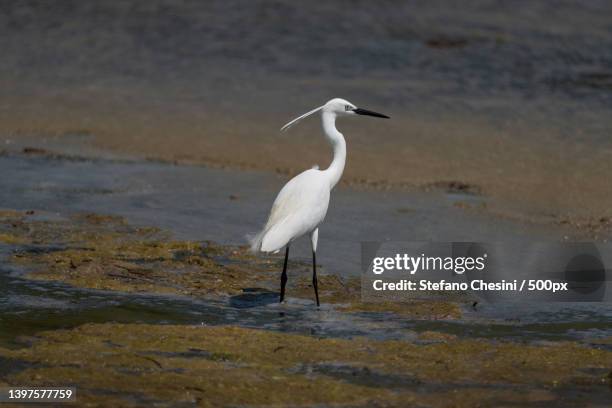 side view of egret perching on shore at beach - little egret (egretta garzetta) stock pictures, royalty-free photos & images