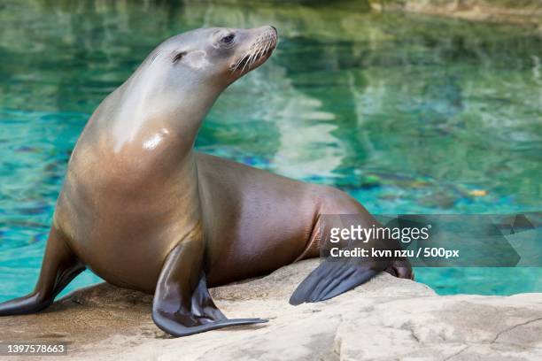 close-up of seal on rock at beach - sea lion stock pictures, royalty-free photos & images