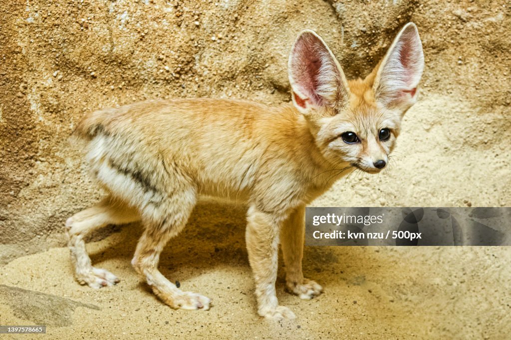 Full length of jackal standing on land