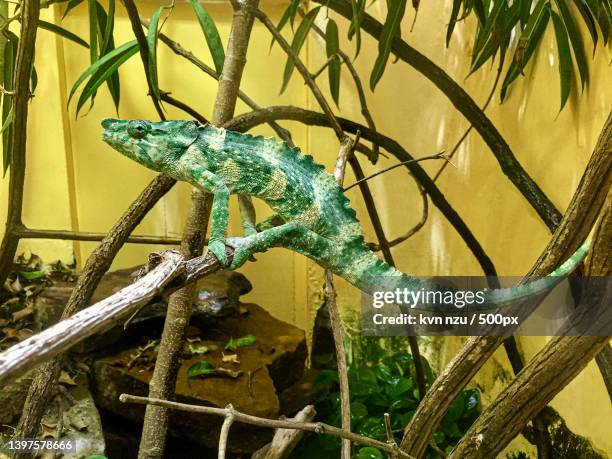 close-up of chameleon on tree trunk - mellers chameleon stock pictures, royalty-free photos & images