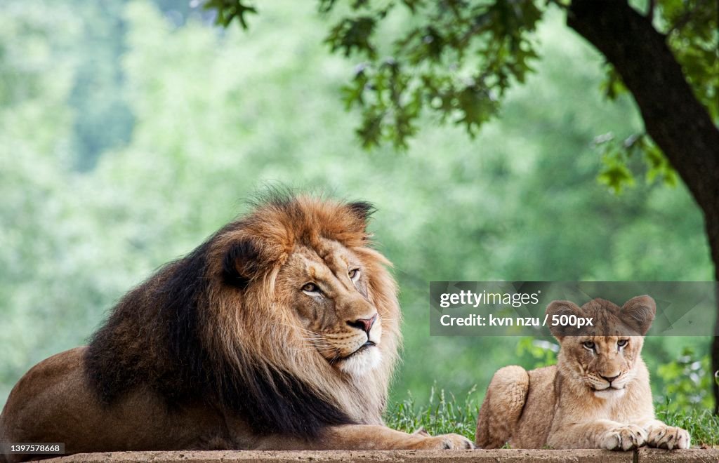 Two lions resting