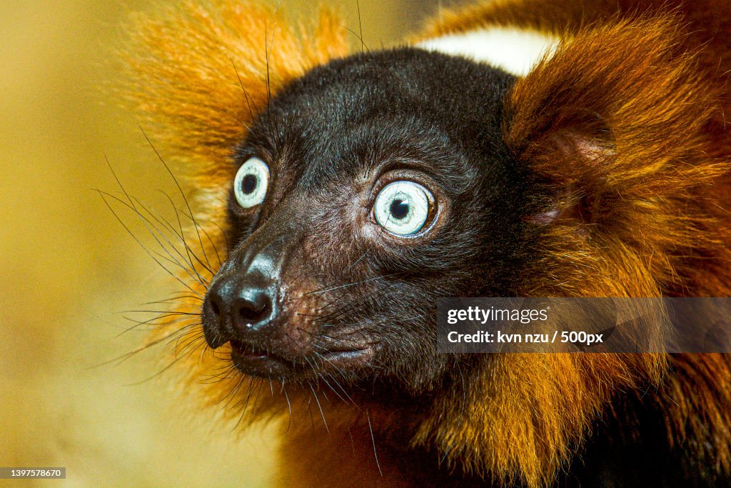 Close-up of monkey looking away
