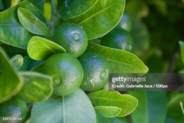 close-up of limes growing on tree - zitronen feld stock-fotos und bilder