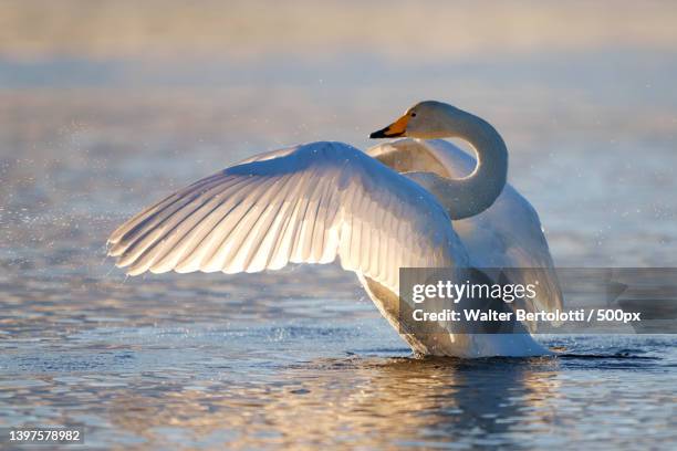 close-up of swan flying over lake,kuusamo,finland - finnish nature stockfoto's en -beelden