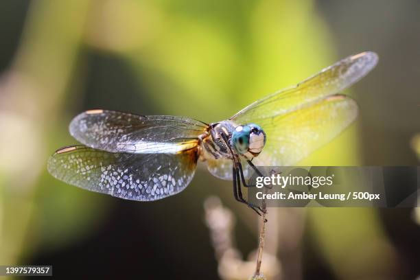 close-up of dragonfly on plant,austin,texas,united states,usa - dragon fly stock pictures, royalty-free photos & images