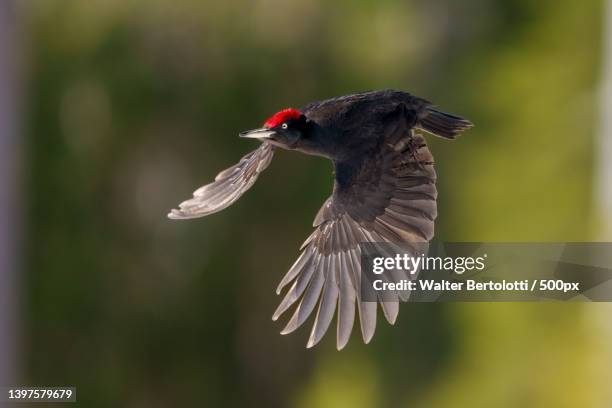 close-up of capercaillie grouse flying outdoors,kuusamo,finland - tetrao urogallus stock pictures, royalty-free photos & images