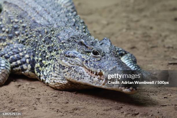 close-up of crocodile on field,longleat,warminster,united kingdom,uk - crocodile stock pictures, royalty-free photos & images