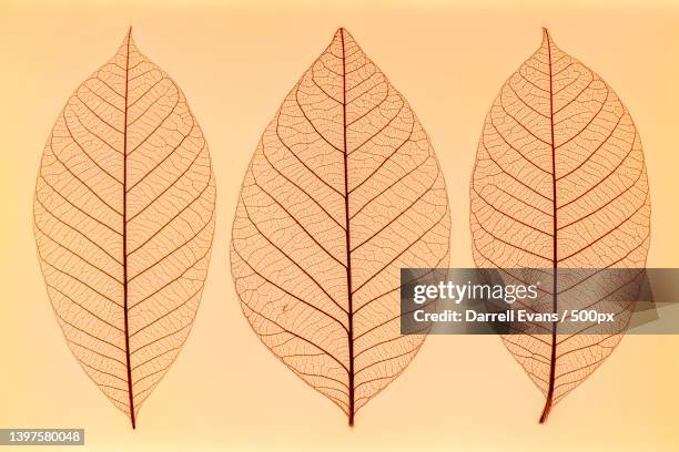 close-up of leaves against sky during sunset - death of a rotten photos et images de collection