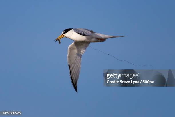 low angle view of tern flying against clear blue sky,lymington,united kingdom,uk - tern stock pictures, royalty-free photos & images