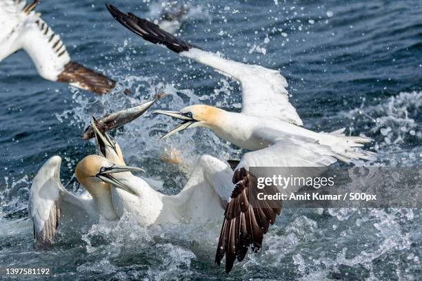 high angle view of birds flying over sea,bridlington,united kingdom,uk - gannet stock pictures, royalty-free photos & images