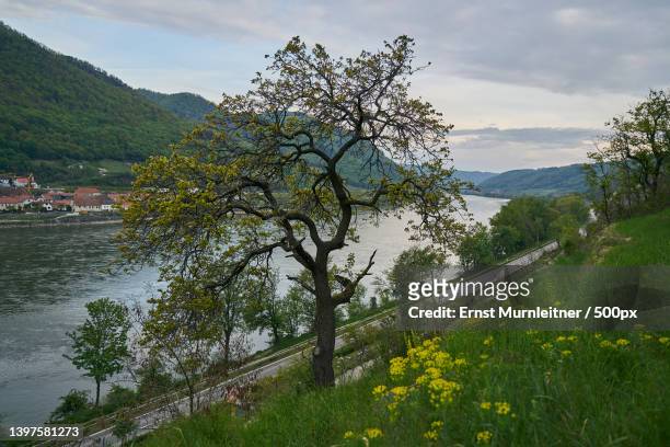 scenic view of tree by mountains against sky,spitz,austria - aprikose ストックフォトと画像