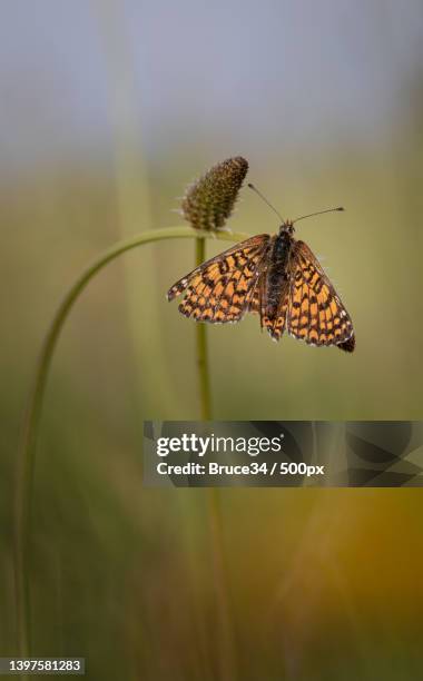 close-up of butterfly on plant,montpellier,france - parelmoervlinder stockfoto's en -beelden