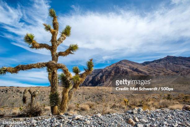 trees on landscape against sky,inyo county,california,united states,usa - yucca stock pictures, royalty-free photos & images