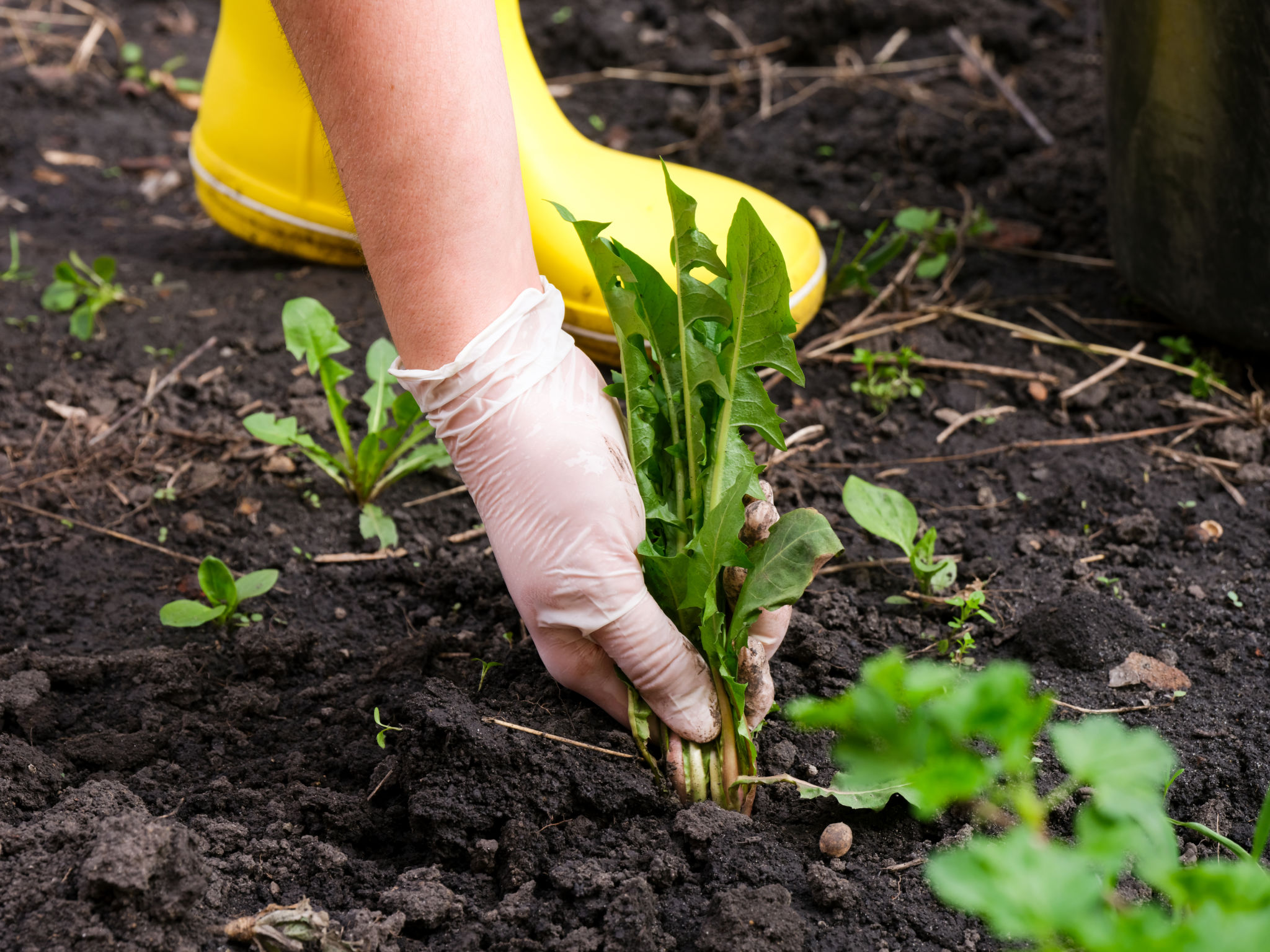 weed free garden