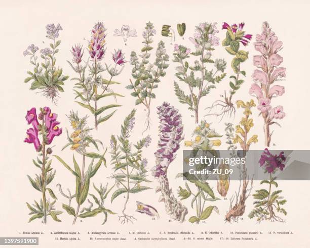 stockillustraties, clipart, cartoons en iconen met flowering plants (angiospermae), hand-colored wood engraving, published in 1887 - antirrhinum majus