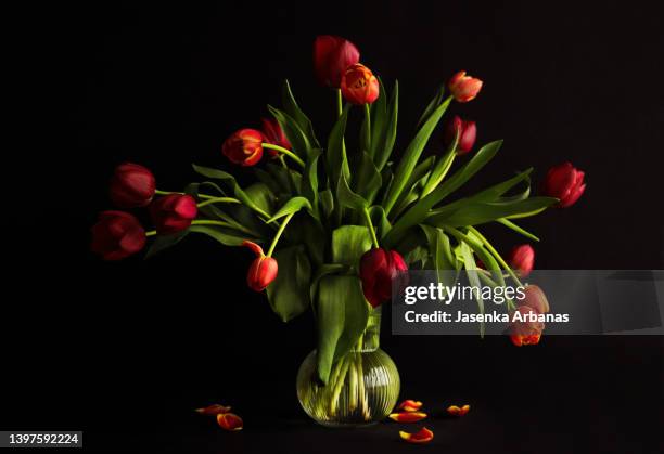 red tulips in vase - glass vase black background foto e immagini stock