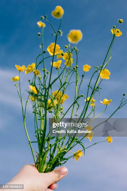 buttercup flower in hands - buttercup photos et images de collection