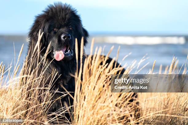 portrait of a newfoundland dog - newfoundlandshund bildbanksfoton och bilder