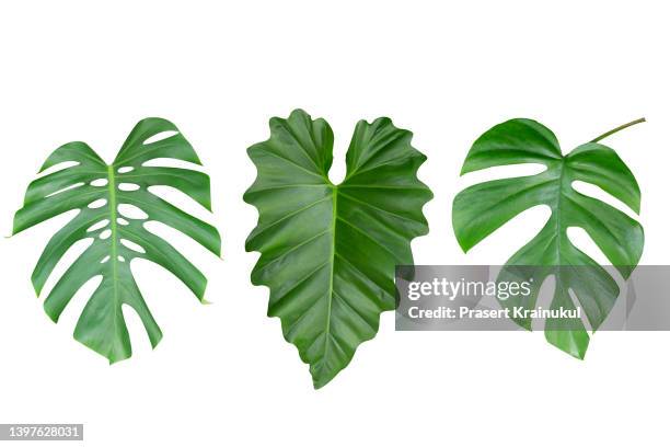 tropical leaves set  with clipping path isolated on white background. green leaves of monstera - leaf white background stock pictures, royalty-free photos & images