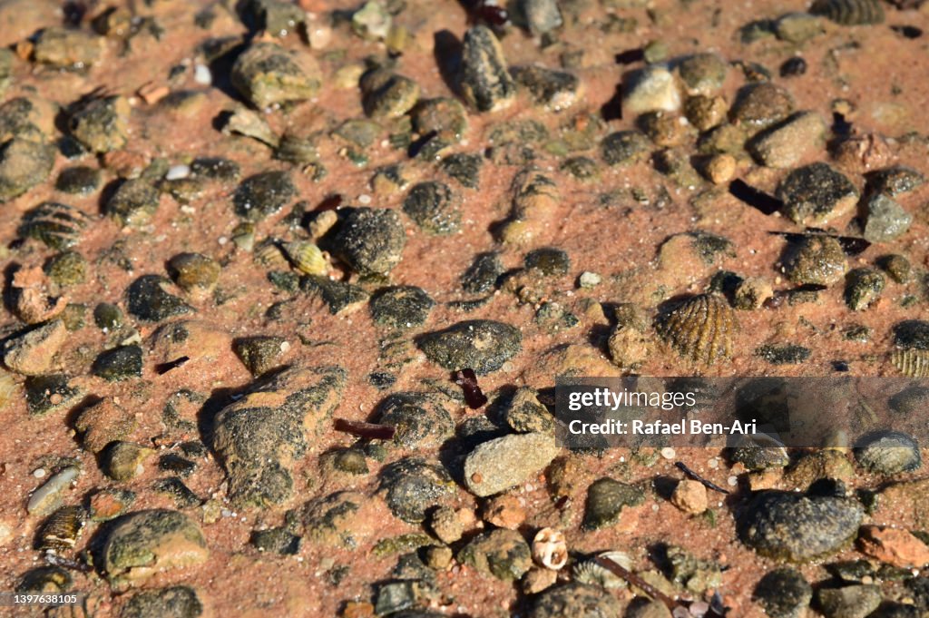 Sea Shells And Rocks On Sand Background High-Res Stock Photo - Getty Images