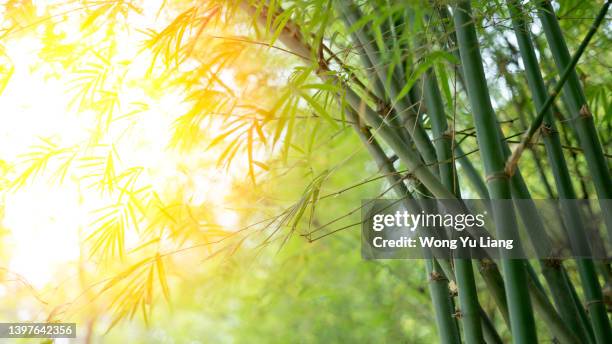 bamboo garden with bokeh copyspace - bamboo border stock pictures, royalty-free photos & images