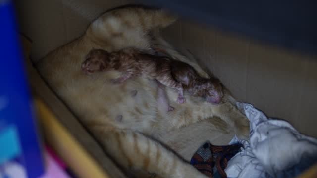 Animals Giving Birth Videos and HD Footage - Getty Images