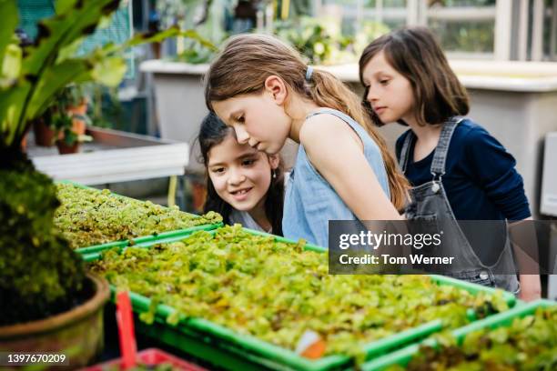 young girls  looking carefully ay seedlings in garden centre - vulnerable species stock photos et images de collection