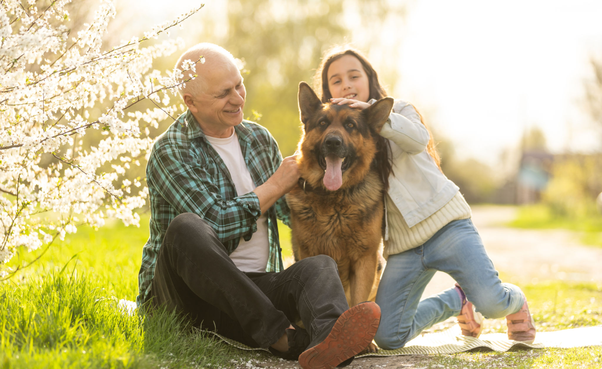 australian shepherd family