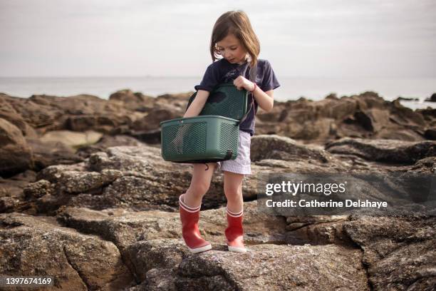 a 6 year old walking on rocks, discovering sea nature, at the seaside - kräftdjur bildbanksfoton och bilder