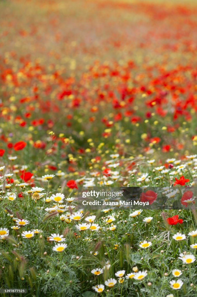 Spring Fields April Field Of Wild Flowers In Spring Andalusia April 2022 High-Res Stock ...