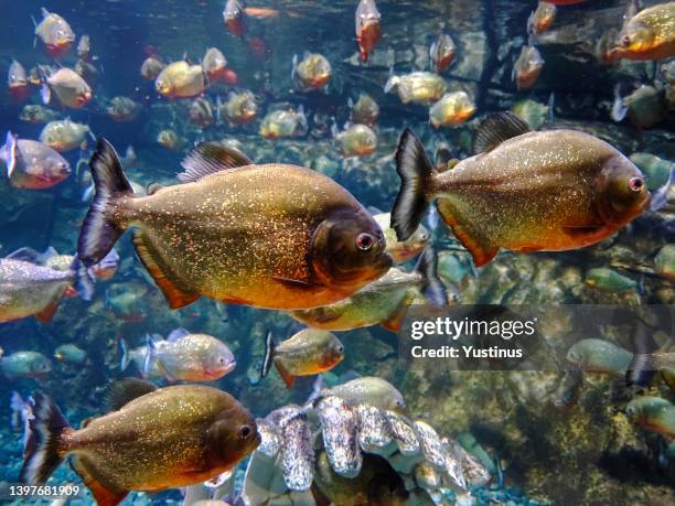 close-up of piranha fish swimming in an aquarium - cypriniforme photos et images de collection