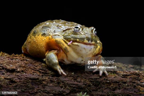 african bullfrog eating a rodent, indonesia - bullfrog - fotografias e filmes do acervo